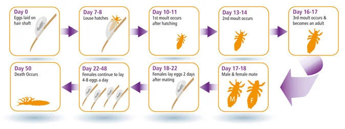 head lice life cycle